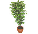 Ficus �zel Starlight 1,75 cm  Ergazi Mahallesi �i�ek g�nderme sitemiz g�venlidir 