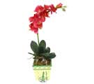 Yapay Phalonepsis Pembe  Bat�kent �i�ek sipari�i sitesi 