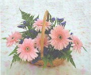 gerbera �i�eklerinde sepet  Bat�kent �i�ek g�nderme 