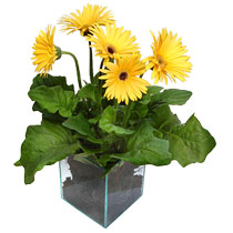 9 adet gerbera �i�egi ve cam tanzim Ergazi Mahallesi �i�ek g�nderme sitemiz g�venlidir 