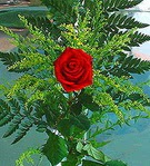 1 adet kirmizi g�l buketi  �vedik g�venli kaliteli h�zl� �i�ek 