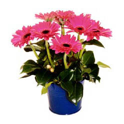 vazo i�erisinde gerbera �i�ekleri  Kardelen mahallesi �i�ek g�nderme 