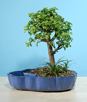 Sincan �i�ek sipari�i  Bonsai 6 yas civari