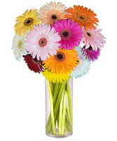 Fatih �i�ek sipari�i vermek  Farkli renklerde 15 adet gerbera �i�egi