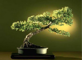 ithal bonsai saksi �i�egi Demetevler �i�ek sipari�i 