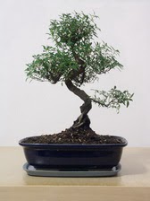 ithal bonsai saksi �i�egi �vedik g�venli kaliteli h�zl� �i�ek 