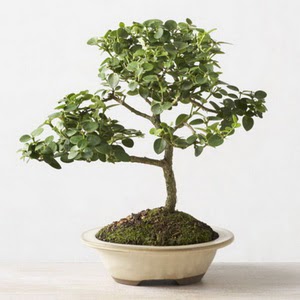 ithal bonsai saksi �i�egi Bat� sitesi mahallesi ucuz �i�ek g�nder 