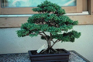 ithal bonsai saksi �i�egi Sincan �i�ek sipari�i 