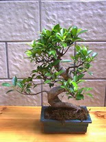 ithal bonsai saksi �i�egi Bat�kent cicek , cicekci 