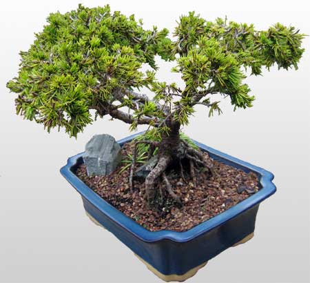 ithal bonsai saksi �i�egi Demetevler �i�ek sipari�i 