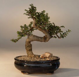 ithal bonsai saksi �i�egi Sincan �i�ek sipari�i 