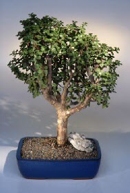 Ostim mahallesi internetten �i�ek sat���  ithal bonsai saksi �i�egi �ak�rlar �i�ek yolla , �i�ek g�nder 