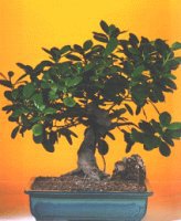 Macunk�y sevgilime hediye �i�ek  ithal bonsai saksi �i�egi Fatih �i�ek sipari�i vermek 
