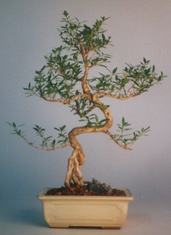 Demetevler Oran 14 �ubat sevgililer g�n� �i�ek  ithal bonsai saksi �i�egi �vedik g�venli kaliteli h�zl� �i�ek 