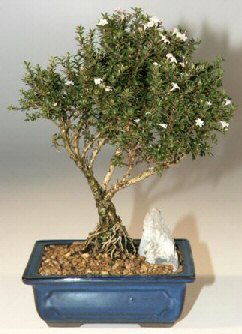 Eryaman mahallesi �i�ek�iler  ithal bonsai saksi �i�egi Kardelen mahallesi �i�ek g�nderme 
