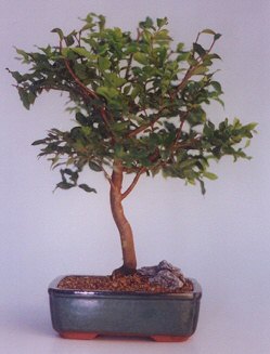 Yenimahalle �i�ek online �i�ek sipari�i  ithal bonsai saksi �i�egi Yeni bat� mahallesi , �i�ek�i , �i�ek�ilik 