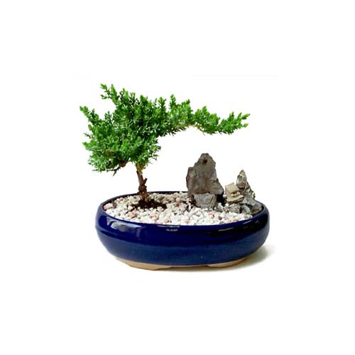 ithal bonsai saksi �i�egi Ostim mahallesi internetten �i�ek sat��� 