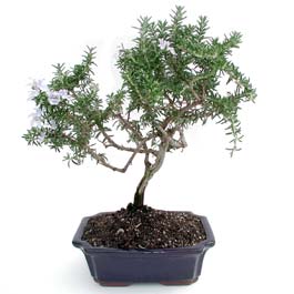 ithal bonsai saksi �i�egi Macunk�y sevgilime hediye �i�ek 