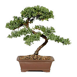 ithal bonsai saksi �i�egi Bat�kent �nternetten �i�ek sipari�i 