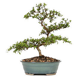 Etimesgut cicekciler , cicek siparisi  ithal bonsai saksi �i�egi Bat�kent �nternetten �i�ek sipari�i 