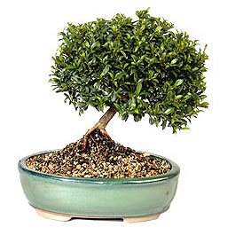 Kentkoop mahallesi �i�ek yolla  ithal bonsai saksi �i�egi Bat�kent cicek , cicekci 