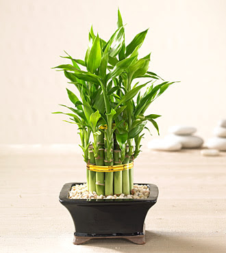 Lucky Bamboo saksi �i�egi kaliteli taze ve ucuz �i�ekler 