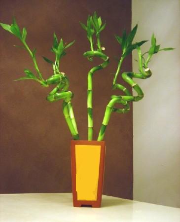 Lucky Bamboo 5 adet vazo i�erisinde kaliteli taze ve ucuz �i�ekler 