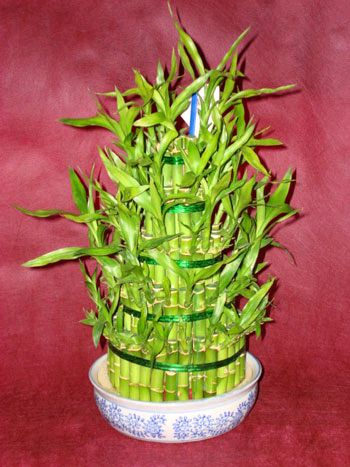 Lucky Bamboo sans melegi �i�egi Bat�kent yurti�i �i�ek sipari�i 