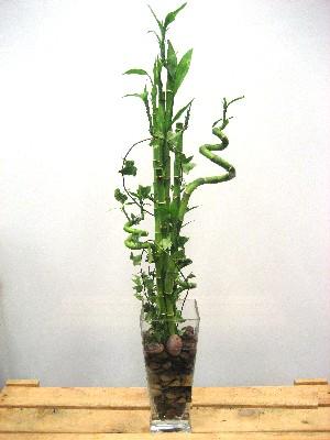 Lucky Bamboo sans melegi �i�egi Ergazi Mahallesi �i�ek g�nderme sitemiz g�venlidir 