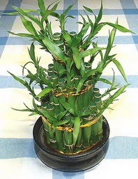 Lucky Bamboo sans melegi �i�egi �ak�rlar �i�ek yolla , �i�ek g�nder 
