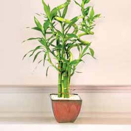Lucky Bamboo sans melegi �i�egi Bat� sitesi mahallesi ucuz �i�ek g�nder 