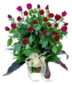 27 adet kirmizi g�llerin g�rsel ve sahane g�r�n�s�