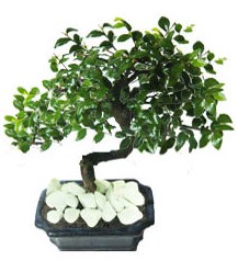 9 yasinda Bonsai agaci U�ur mumcu mahallesi �i�ek sat��� 