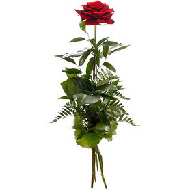 Bat�kent �i�ek servisi , �i�ek�i adresleri  1 adet k�rm�z� g�lden buket