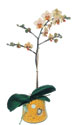 Kardelen mahallesi �i�ek g�nderme  Phalaenopsis Orkide ithal kalite