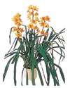 �ak�rlar �i�ek yolla , �i�ek g�nder  Orchiede ithal b�y�k boy saksi
