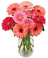 vazo i�erisinde 13 adet gerbera �i�e�i Bat�kent yurti�i �i�ek sipari�i 