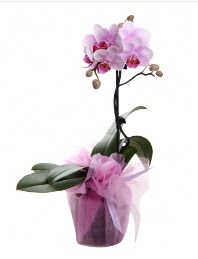 1 dal pembe orkide saks� �i�e�i Turgut �zel mahallesi hediye �i�ek yolla 
