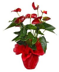 G�rsel antoryum saks� �i�e�i Kardelen mahallesi �i�ek g�nderme 