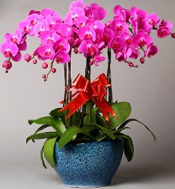 7 dall� mor orkide Bat� sitesi mahallesi ucuz �i�ek g�nder 