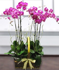 4 dall� mor orkide Bat�kent �i�ek sipari�i sitesi 