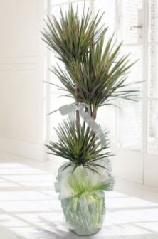 Marginata Tricolor ��l� Saks� bitkisi �vedik g�venli kaliteli h�zl� �i�ek 