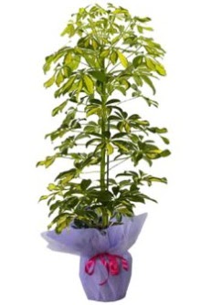 Schefflera Tekli �� mnekan saks� �i�e�i Demetevler �i�ek sipari�i 