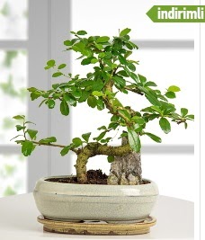 S �eklinde ithal ger�ek bonsai japon a�ac� kaliteli taze ve ucuz �i�ekler 