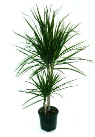 Marginata saks� �i�e�i 2 li �vedik g�venli kaliteli h�zl� �i�ek 