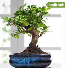 Bonsai japon a�ac� Demetevler Oran 14 �ubat sevgililer g�n� �i�ek 