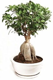 Bonsai japon a�ac� yaprak d�kmeyen Bat�kent �i�ek g�nderme 