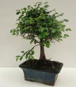 Bonsai saks� bitkisi japon a�ac� Yeni bat� mahallesi , �i�ek�i , �i�ek�ilik 