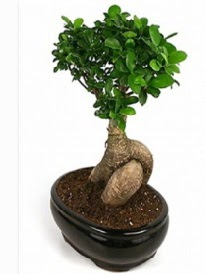 Bonsai saks� bitkisi japon a�ac� Bat�kent yurti�i �i�ek sipari�i 