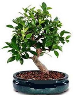 5 ya��nda japon a�ac� bonsai bitkisi Yeni bat� mahallesi , �i�ek�i , �i�ek�ilik 